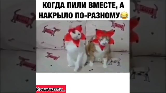 Топ коты алкаши топ прикол, не забуть поделиться смотреть онлайн