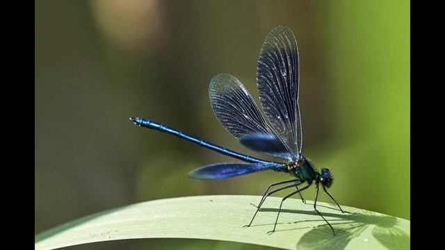 СТРЕКОЗА🤯😯😲 смотреть онлайн
