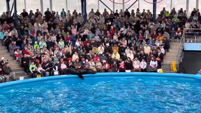 Южно Американский морской лев смотреть онлайн