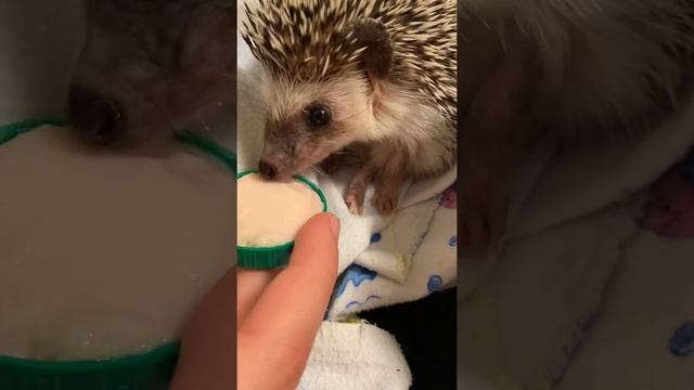 Ежик африканский кушает мясное пюре Агуша смотреть онлайн