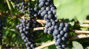 Самые ранние винные и универсальные сорта на нашем участке