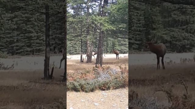 elk rut