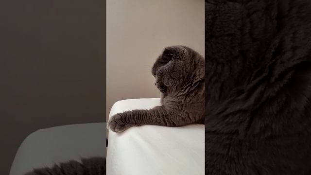 Наше обычное утро каждый день💫Morning routine💫Сверчок Боняша💫Кошкин дом💫Алиса и Боня💫Alice & Bonita смотреть онлайн