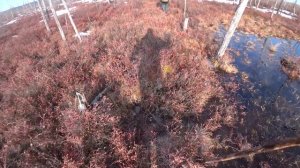 Весенняя охота на гуся. ЯКУТИЯ. Часть четвертая. Заключительная.