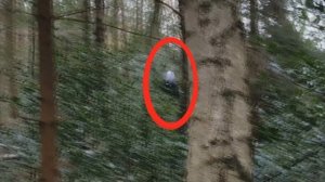 Топ 3 палочника снятых на камеру