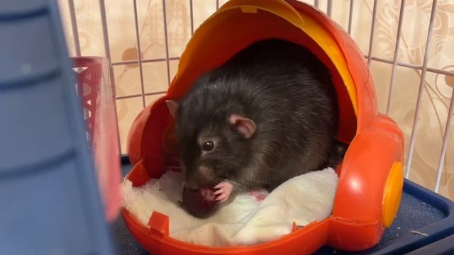 Крысы первый раз пробуют черешню смотреть онлайн