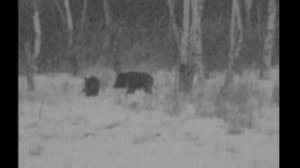 Сезон закрыт двумя кабанами! Охота с вышки.