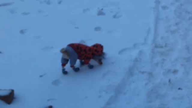 Собаке одели кроссы))) смотреть онлайн