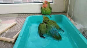 Неразлучники купаются