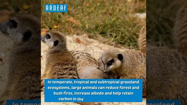Large mammals can help climate change mitigation and adaptation смотреть онлайн