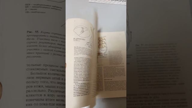 Мозг, разум и поведение. Ф. Блум, А. Лейзерсон, Л. Хофстедтер1988.-248 с. смотреть онлайн