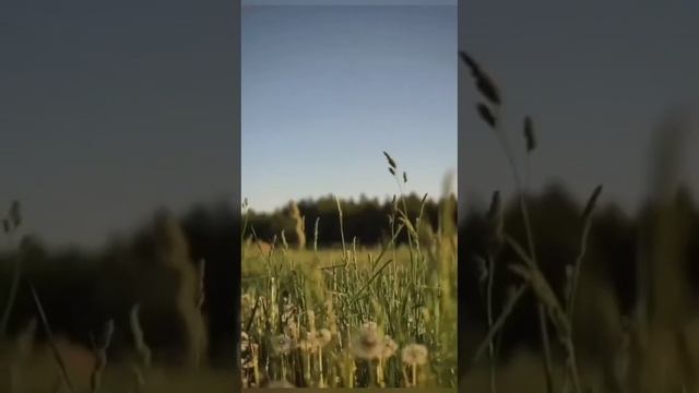 Звуки природы... смотреть онлайн