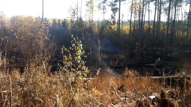 Зеленый Фронт: задымление под Брянском смотреть онлайн
