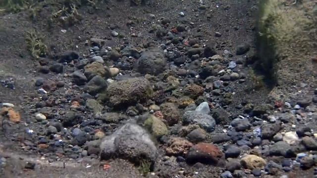 Persico sole nella tana смотреть онлайн