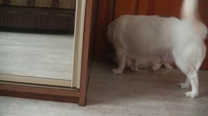 Люся и щенок