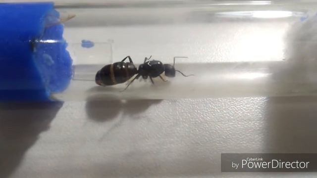 Муравьиная ферма- обзор всех колоний смотреть онлайн