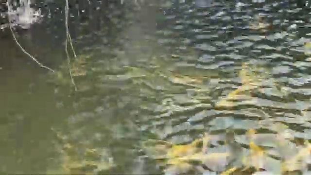 Главрыба ,водопадики ,форель смотреть онлайн