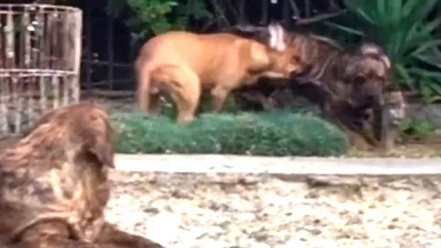 Фила Бразилейро Fila Brasileiro смотреть онлайн