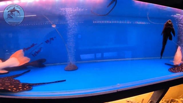 EP5 My Monster Fish Journey (Yee Hao Aquatic / SA Fish World) смотреть онлайн