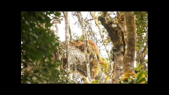 fossa mating.wmv смотреть онлайн