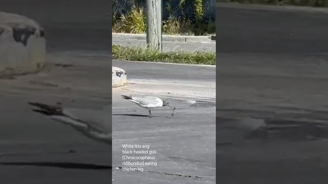 White Ibis, black-headed gull (Chroicocephalus ridibundus) eating chicken leg Gaviota comiendo poll смотреть онлайн