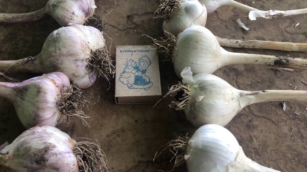 Наш способ посадки озимого чеснока головками и зубчиками.