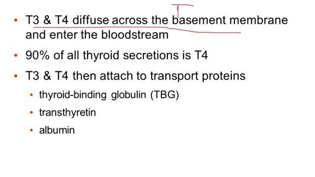 12 - Endocrine смотреть онлайн