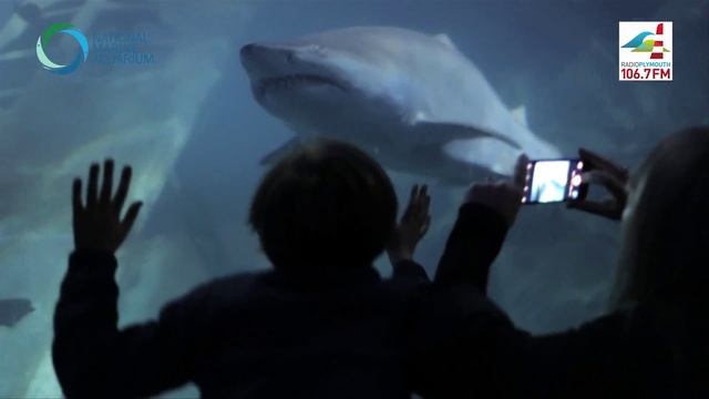 Radio Plymouth Sleeps With The Sharks