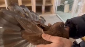 Питомник "Западный" Всех с праздником! (ч1) +7 909 667-53-00 Виктор