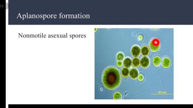 Reproduction process of fungi || How fungi reproduced || hindi and urdu смотреть онлайн