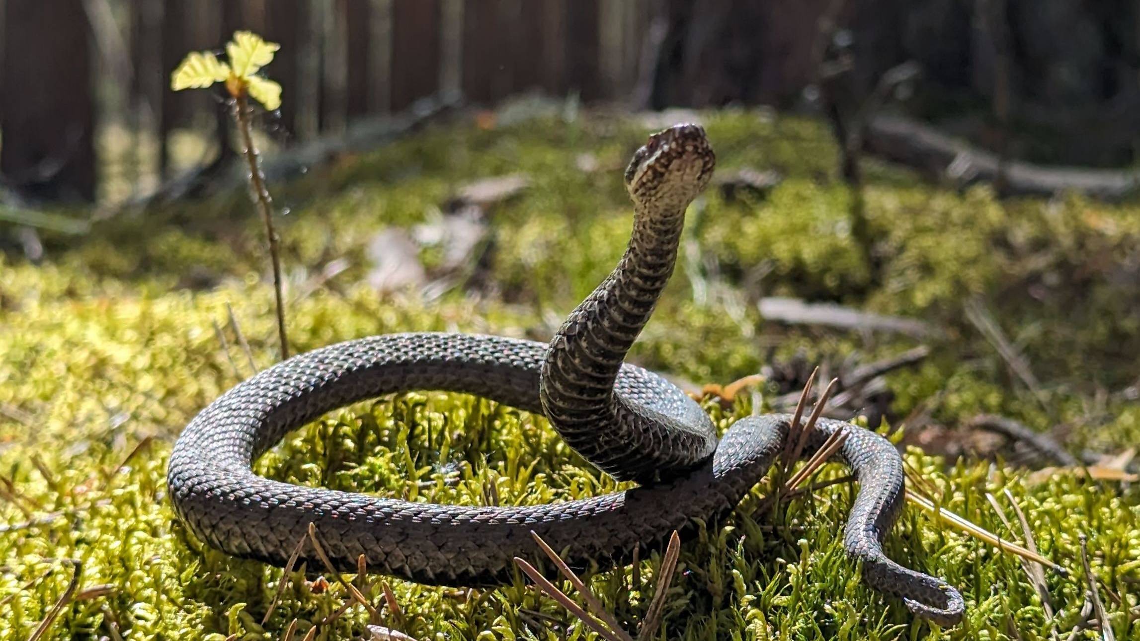В год Змеи не упусти удачу! смотреть онлайн