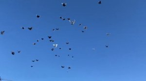 Питомник "Западный" Летают у тех кто гоняет