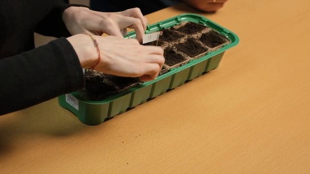 ЭКСПЕРИМЕНТ. Влияние вибрации поющей чаши на семена смотреть онлайн