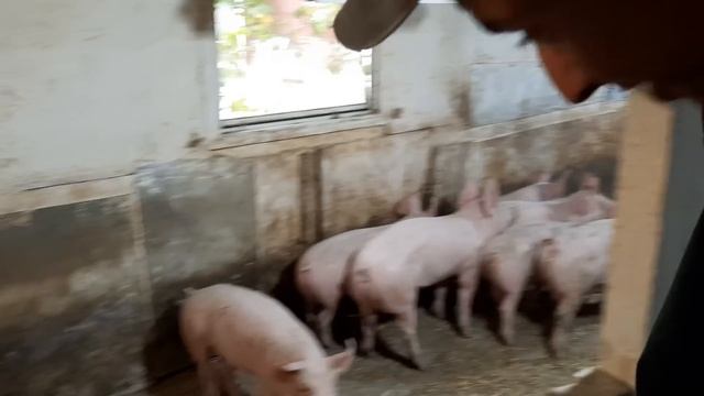 //Сюрприз,чим багаті тим і раді//Моя подружка Арінушка// смотреть онлайн