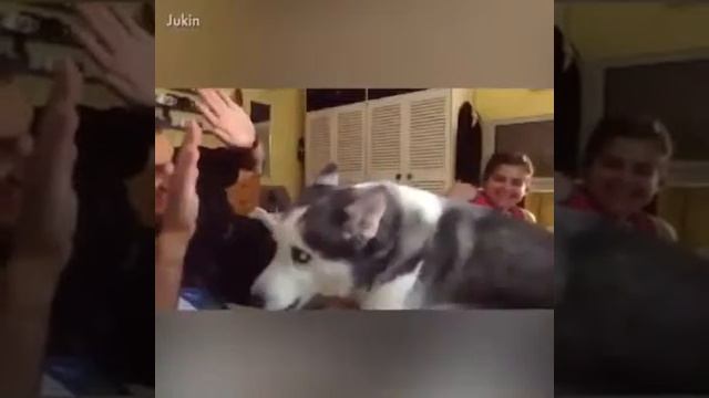 Собака спасает человека смотреть онлайн