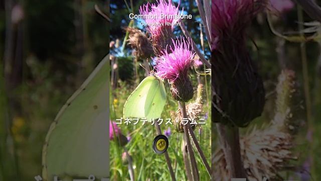 🦋 Butterfly Beauty 🌸ゴネプテリクス・ラムニ смотреть онлайн