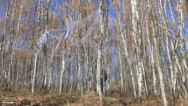 Человек в маске в лесу смотреть онлайн