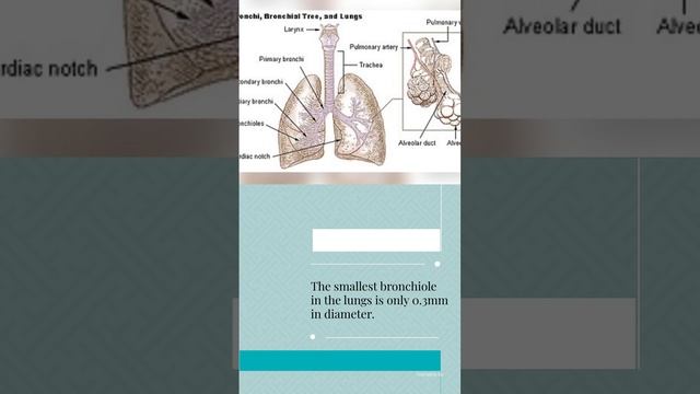 Interesting Lungs Facts #facts #short #lungs смотреть онлайн