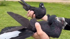 Питомник "Западный" молодежь, жуки. Продажа +7 909 667-53-00 Виктор