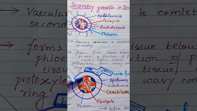 Secondry growth in dicot roots | Class 11 | смотреть онлайн