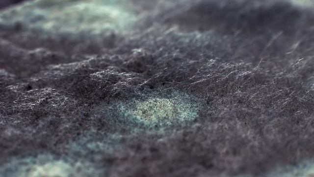 SCP-129 - Прогрессирующее грибковое заражение смотреть онлайн