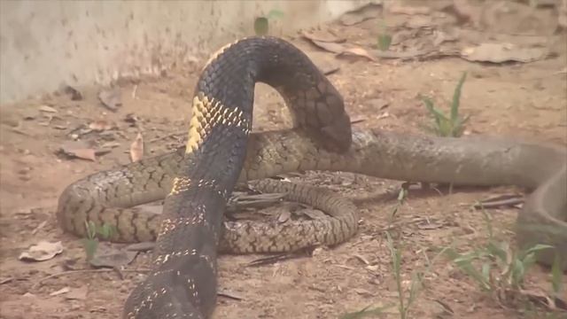 The King Cobra Hunting Taipan Snake HD！The King Cobra VS A Large Snake 高清记录眼镜王蛇突袭太攀蛇精彩画面