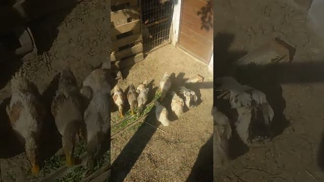 Утки 1.2 мес. едят траву смотреть онлайн