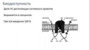 Фармакология. Фармакокинетика. Часть 1