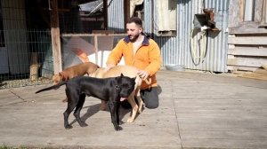 ПРОЩАЛЬНЫЙ ТАНЕЦ ДРАКОНЧИКОВ. Питбули Драгон Лайф ВСЕ ЩЕНКИ проданы !