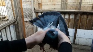 Николаевские голуби Игоря