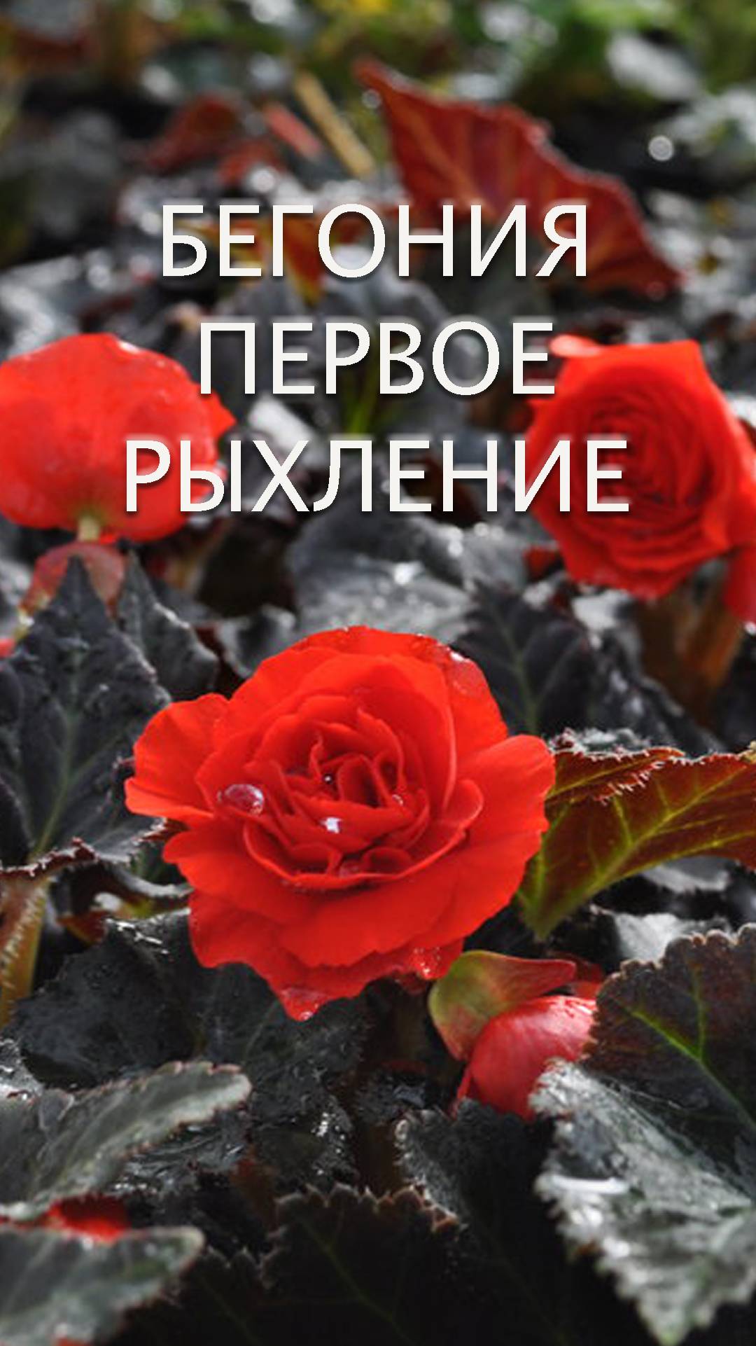 Бегонии: первое рыхление