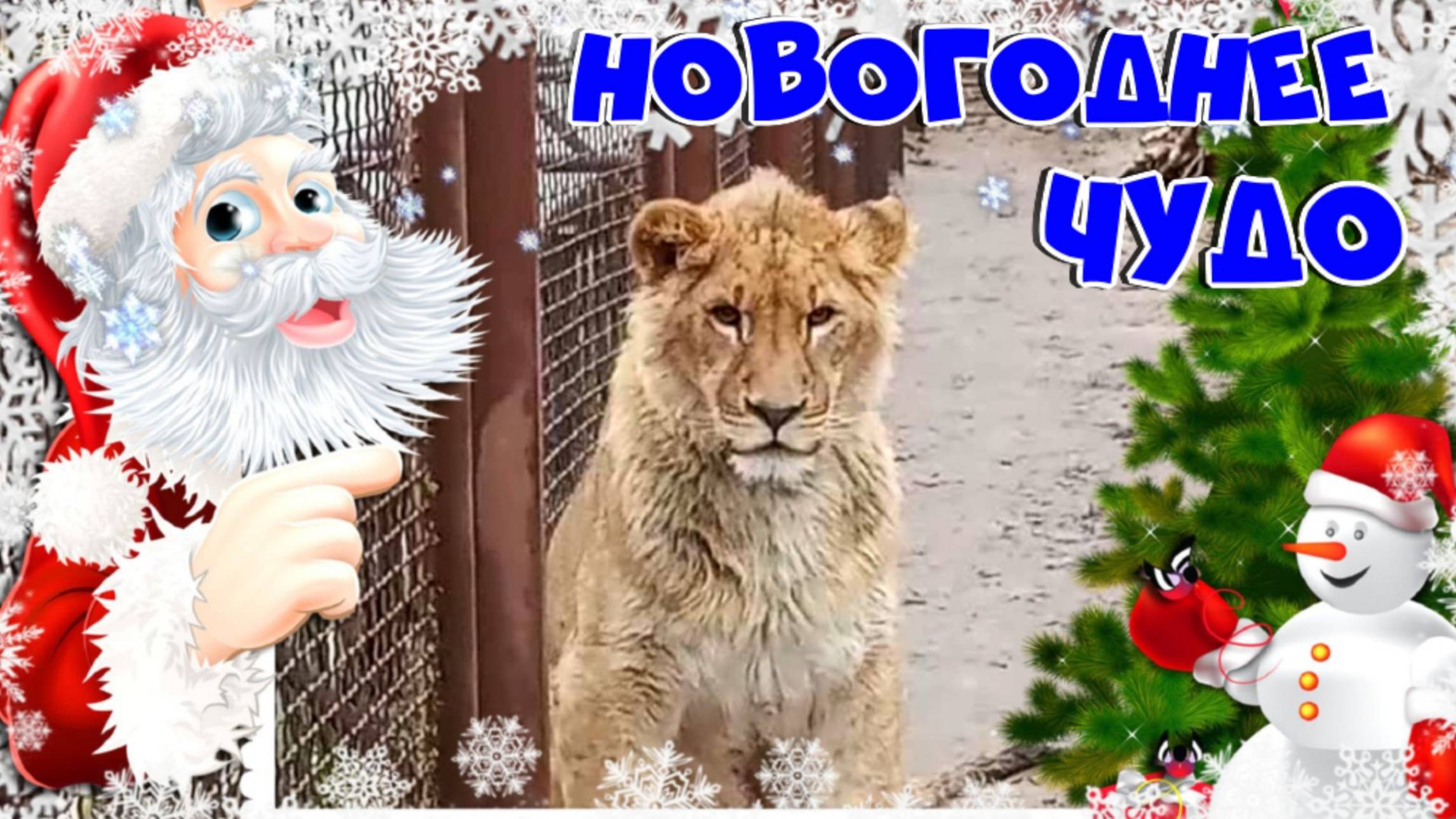 НОВОГОДНЕЕ ЧУДО! Любимый львёнок ШЕРХАН получил ПРОПИСКУ в Минске на 10 лет. УРА! УРА! УРА! смотреть онлайн