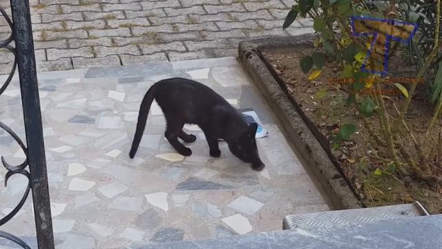 Ничто не заставит вас смеяться больше, чем кошек - Смешная компиляция кошек смотреть онлайн