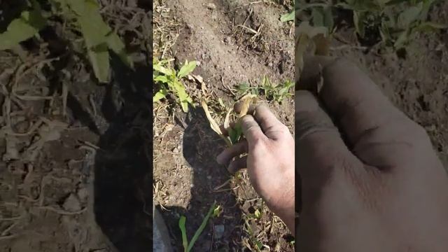 молодые всходы кукурузы не выдерживают гербицид гезагард смотреть онлайн
